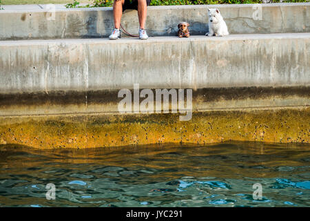 Miami Beach Florida, South Pointe Park, baywalk, lungomare, cani, proprietario, rf FL170430077RF Foto Stock