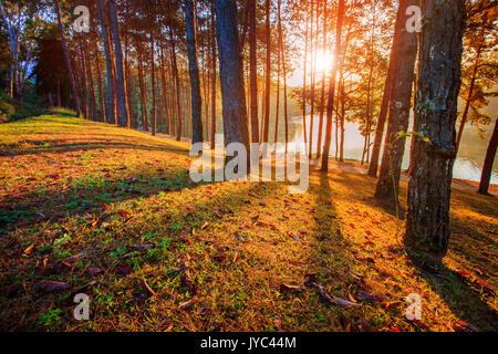 Il sorgere del sole in legno di pino di pang ung maehongsorn nord della Thailandia Foto Stock