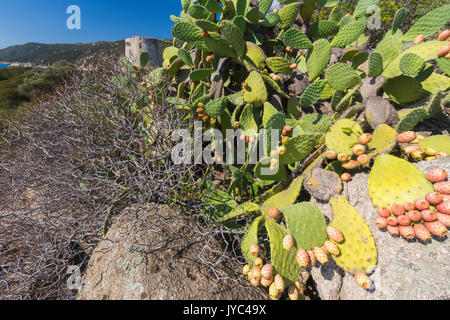 Fichidindia del telaio terrestri la torre che si affaccia sul mare turchese Cala Pira Castiadas Cagliari Sardegna Italia Europa Foto Stock