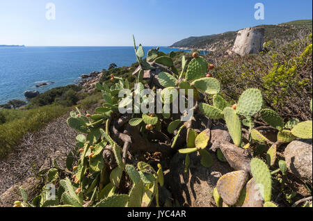 Fichidindia del telaio terrestri la torre che si affaccia sul mare turchese Cala Pira Castiadas Cagliari Sardegna Italia Europa Foto Stock