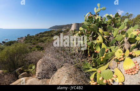 Fichidindia del telaio terrestri la torre che si affaccia sul mare turchese Cala Pira Castiadas Cagliari Sardegna Italia Europa Foto Stock