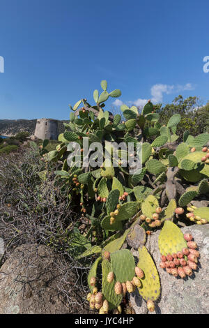 Fichidindia del telaio terrestri la torre che si affaccia sul mare turchese Cala Pira Castiadas Cagliari Sardegna Italia Europa Foto Stock