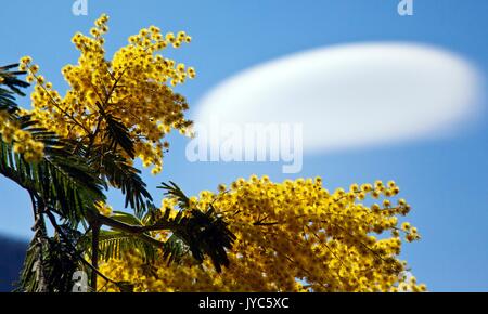 Acacia dealbata (noto come argento bargiglio, blu o graticcio mimosa) è una specie di Acacia. Nel cielo una nube lenticolare. Lombardia Italia Europa Foto Stock