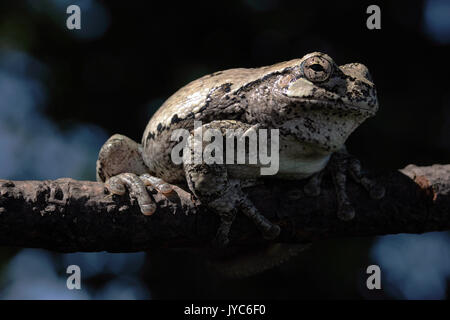 Grigio orientale Raganella - Hyla Versicolor - in Wisconsin USA, seduto su un ramo di albero Foto Stock