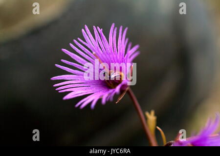 Il genere Soldanella, comunemente noto in inglese come snowbell, include circa 15 specie di piante da fiore nativo di montagne europee, crescendo in wo Foto Stock