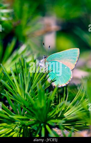 Una farfalla multicolore giacente su aghi di pino. Lombardia Italia Europa Foto Stock