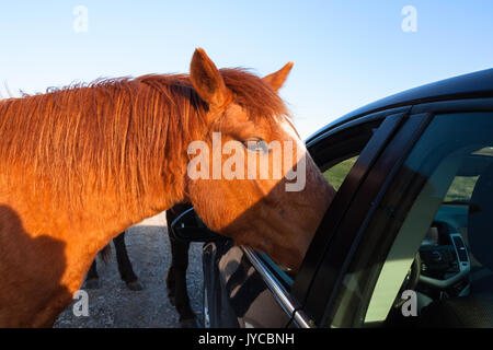 Curioso di incollaggio a cavallo della sua testa all'interno di una finestra di auto in Terranova e Labrador, Canada. Foto Stock