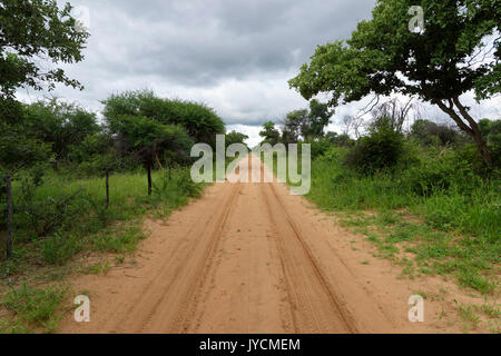 Fattoria di caccia Wildacker: Strada sabbiosa attraverso campi coltivati rupp. Bush nel nord Kalahari, stagione piovosa Grootfontein Distr., Otjozondjupa Namibia Foto Stock