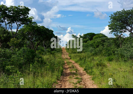 Fattoria di caccia Wildacker: Strada sabbiosa attraverso Bush nel nord Kalahari, stagione piovosa Grootfontein District, Otjozondjupa Regione Namibia Foto Stock