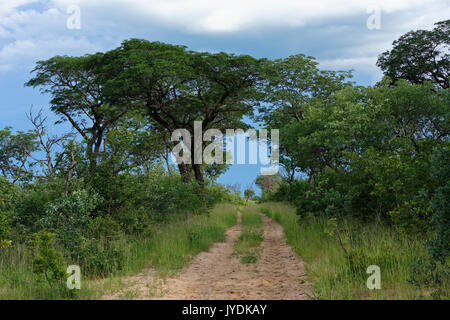 Fattoria di caccia Wildacker: Strada sabbiosa attraverso Bush nel nord Kalahari, stagione piovosa Grootfontein District, Otjozondjupa Regione Namibia Foto Stock