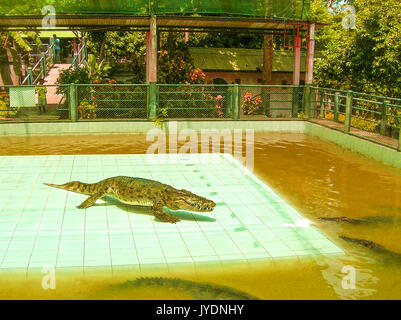 Koh Samui, Thailandia - Giugno 28, 2008: coccodrilli di eseguire la mostra Foto Stock