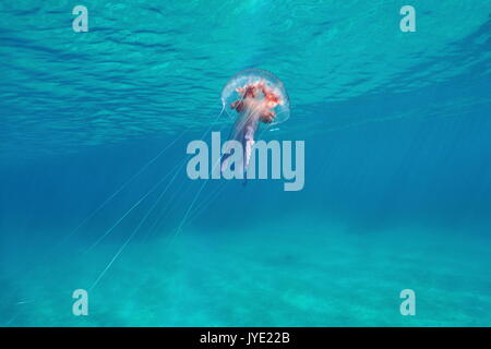 Meduse subacquea mauve stinger Pelagia noctiluca vicino alla superficie dell'acqua, mare Mediterraneo, Italia Foto Stock