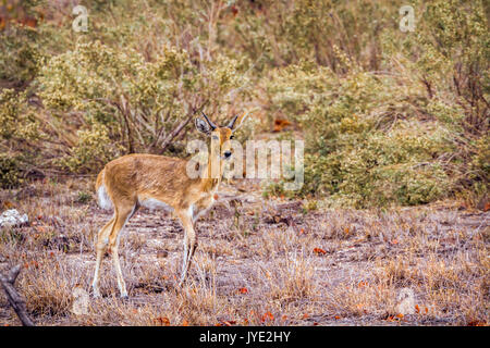 Oribi nel parco nazionale di Kruger, Sud Africa ; Specie Ourebia ourebi famiglia dei bovidi Foto Stock