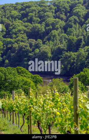 Filari di viti sopra il fiume Dart a vigna Sharpham, Devon, Inghilterra, Regno Unito Foto Stock