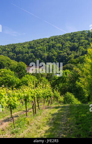 Filari di viti sopra il fiume Dart a vigna Sharpham, Devon, Inghilterra, Regno Unito Foto Stock