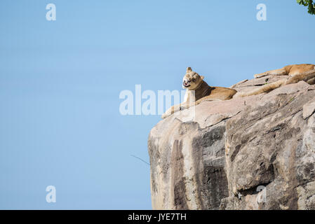 Leonessa femmina in appoggio su di un promontorio roccioso in Tanzania, Africa Foto Stock