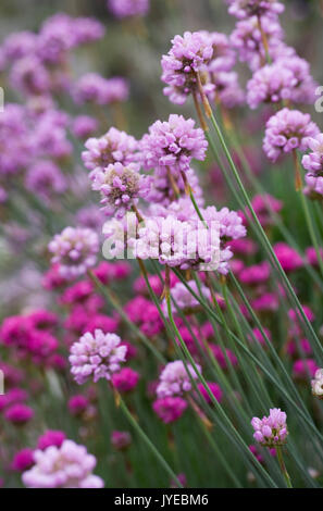 L'Armeria maritima crescendo in un rockery. Foto Stock