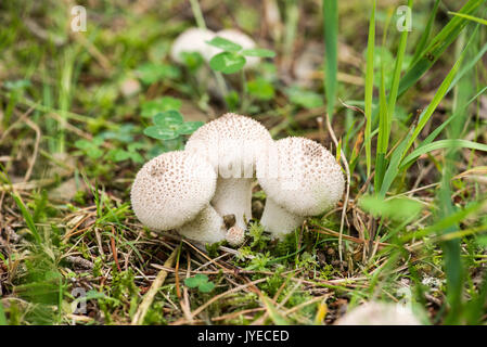 Puffball comune (Lycoperdon perlatum), formare giovani Foto Stock