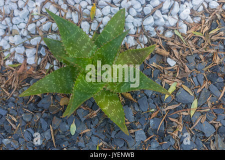 Noto anche come aloe Saponaria, sapone Aloe o Zebra Aloe, le foglie di questa pianta può essere utilizzato per creare il sapone. Foto Stock