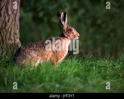 Brown lepre (Lepus europaeus) seduto sul bordo del Warwickshire woodland Foto Stock