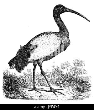 Africa ibis sacri Foto Stock