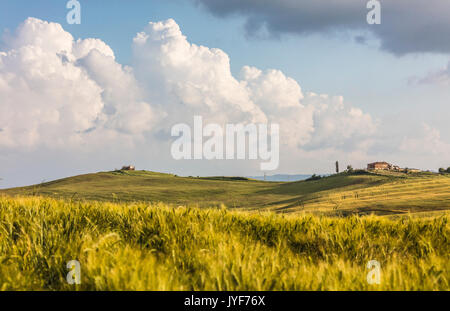 Spighe di grano telaio le verdi colline e case coloniche Crete Senesi (Crete Senesi) provincia di Siena Toscana Italia Europa Foto Stock