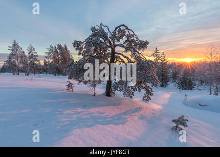 Le ultime luci del tramonto artico sui boschi innevati Vennivaara Rovaniemi Lapponia Regione Finlandia Europa Foto Stock