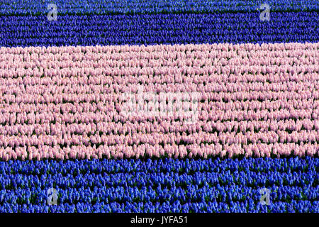 Righe multicolore di tulipani in fiore nei campi del Keukenhof giardino botanico Lisse South Holland Olanda Europa Foto Stock