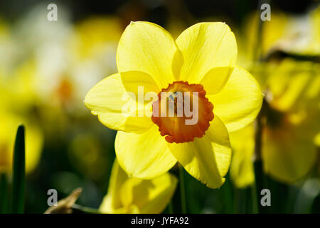 Giallo luminoso colorato fino in prossimità del fiore di narciso che cresce in un grande campo in primavera. Foto Stock