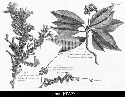 Un viaggio alle isole di Madera, Barbados, Nieves, S. Christophers e Giamaica (8357117933) Foto Stock