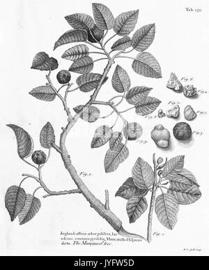 Un viaggio alle isole di Madera, Barbados, Nieves, S. Christophers e Giamaica (8358155648) Foto Stock