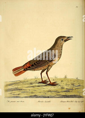 Una storia naturale di uccelli (9493017277) Foto Stock