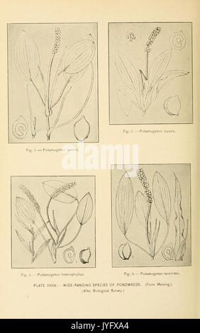 Una storia del gioco uccelli, uccelli selvatici e uccelli riva del Massachusetts e stati adiacenti (piastra XXXIV) (7887219522) Foto Stock