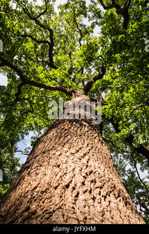 Il tronco di una possente quercia inglese (Quercus robur) Foto Stock