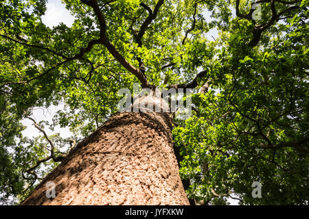 Il possente farnia (Quercus robur) Foto Stock