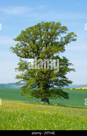 Vecchio inglese quercia (Quercus robur), albero solitario, Turingia, Germania Foto Stock