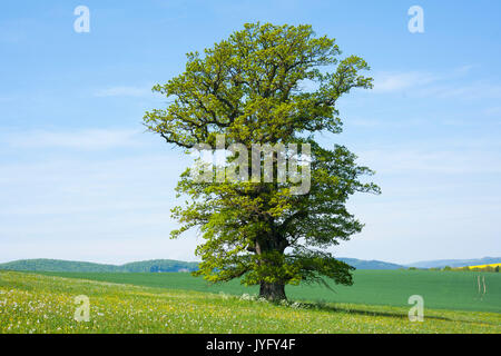 Vecchio inglese quercia (Quercus robur), albero solitario, Turingia, Germania Foto Stock