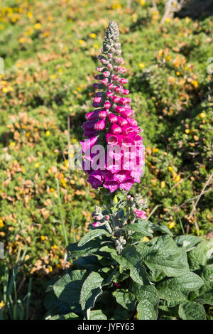 Foxglove viola (Digitalis purpurea), Cornwall, England, Regno Unito Foto Stock
