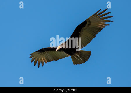 Minor giallo-headed Vulture (Cathartes burrovianus) in volo, Pantanal, Mato Grosso do Sul, Brasile Foto Stock