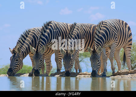 Quattro pianure zebre bevendo al foro di acqua Madikwe Game Reserve in Sud Africa Foto Stock