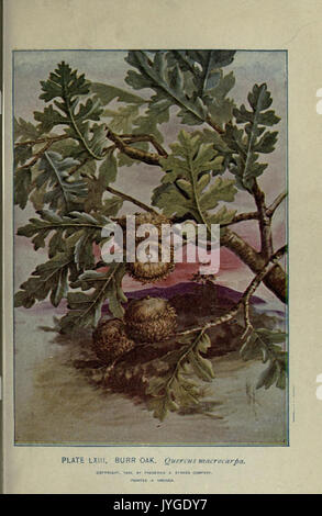 Un'illustrazione tratta da "A Guide to the Trees" (Guida agli alberi), placca LXIII, raffigurante varie specie di alberi negli Stati Uniti. L'opera fa parte di una più ampia collezione incentrata sull'identificazione degli alberi e sulla scienza ambientale, con attenzione alla precisione botanica e alla storia naturale. Foto Stock