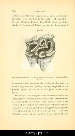 Una storia di British fossili di mammiferi e uccelli (pagina 336) BHL13194188 Foto Stock