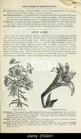1884 La nuova guida alla cultura di rose (pagina 67) BHL43875955 Foto Stock