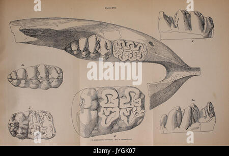 Una relazione preliminare sui vertebrati di paleontologia del Llano Estacado BHL40453138 Foto Stock