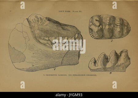 Una relazione preliminare sui vertebrati di paleontologia del Llano Estacado BHL40453106 Foto Stock