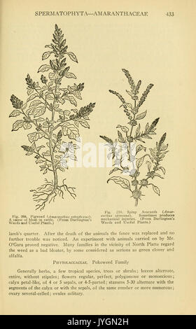 Un manuale di piante velenose (pagina 433, Fig. 209 210) BHL11347047 Foto Stock