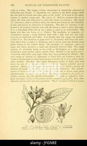 In questa sezione del manuale vengono discusse varie piante velenose, fornendo descrizioni e illustrazioni dettagliate delle specie tossiche, della loro identificazione e dei loro effetti sulla salute. Foto Stock