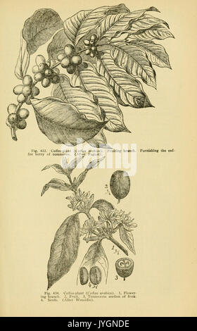 Un manuale di piante velenose (pagina 743, Fig. 433 434) BHL11347367 Foto Stock