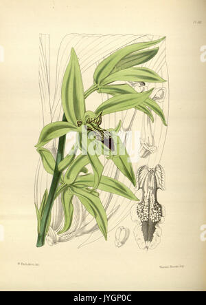 Un secondo secolo di piante orchidacee (PL 160) BHL35712843 Foto Stock