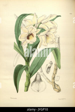 Un secondo secolo di piante orchidacee (PL 173) BHL35712878 Foto Stock